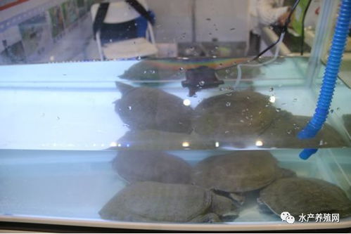 产业盛会聚合肥，渔牧融合谱新篇——2024中国（合肥）渔业博览会暨畜牧渔业饲料产业峰会圆满举办